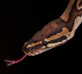 snake on black background