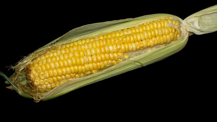 fresh single corn isolated