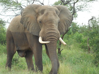 Out of bath elephant Kruger South Africa