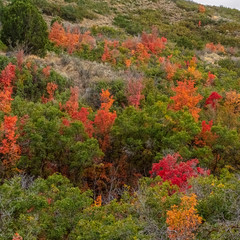 Square Colorful orange foliage on autumn trees at twilight