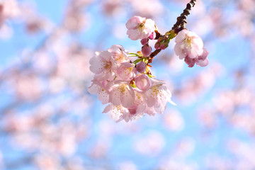 淡い花を咲かせるカンザクラ