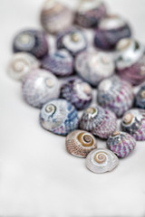 Collection Of Sea Snail Shells