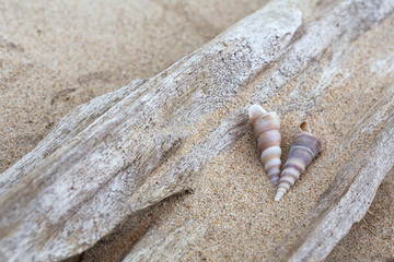 Two Seashells With Sand On Driftwood