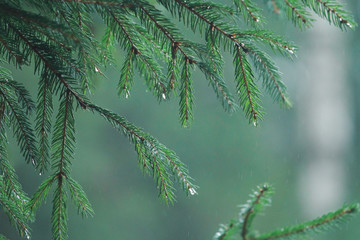 spruce branch under the rain