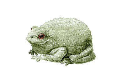 Common cute green toad or frog watercolor illustration. Close up amphibia graphic image. Green frog single element. Forest toad isolated on white background.