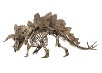Fossil Skeleton of Dinosaur Stegoceratops Isolated © nerthuz