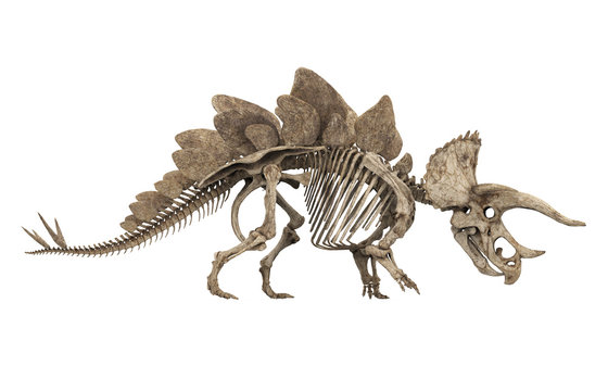 Fossil Skeleton of Dinosaur Stegoceratops Isolated