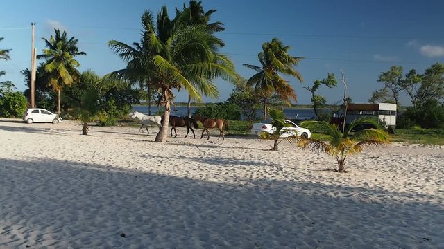 Idyllic scene with unbound horses walking at la Boca beach, Camag&uuml;ey, Cuba