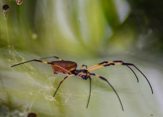 Spider in Web