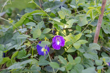 Homegrown Vegetable Garden in the backyard.