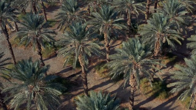 Palm trees plantation at the dead sea, Israel, 4k aerial drone view