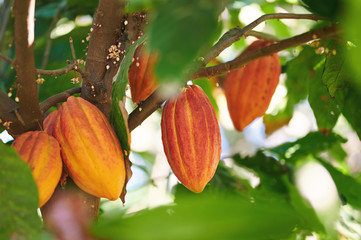 Agriculture of cacao pods