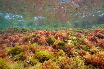 Red and brown algae underwater below water surface, Mediterranean sea, Costa Brava, Catalonia, Spain