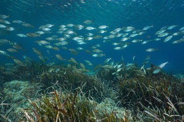 Fototapeta na wymiar Fish school (Sarpa Salpa) with seagrass (Posidonia oceanica) underwater in Mediterranean sea, Spain, Catalonia, Costa Brava, Roses
