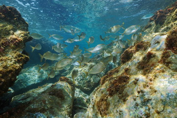 Naklejka na ściany i meble A shoal of fish (Sarpa salpa) with rocks underwater in the Mediterranean sea, Occitanie, France