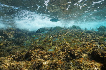 Shoal of sea breams fish underwater in the Mediterranean in shallow water, France