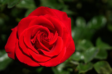 Red Rose - Top view fresh single blooming flower in the garden - image for valentine love concept    