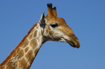 a Giraffe Kruger