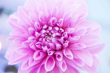 Macro Pink dahlia flower - sweet concept postcard 
