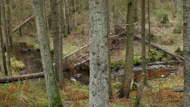 Winding forest stream in the valley, windbreak forest, autumn landscape, panorama, part two