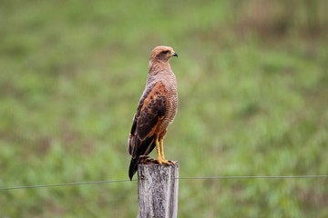 Side view of a Savanna Hawk perched on a fence post against green defocused background, Pantanal Wetlands, Mato Grosso, Brazil