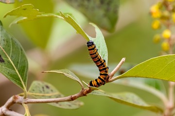 Beautiful black and orange colored Caterpillar crawls on a green leaf, against defocused background, Pantanal Wetlands, Mato Grosso, Brazil