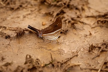 Very well camouflaged brown and white Butterfly on muddy brown ground, Pantanal Wetlands, Mato Grosso, Brazil