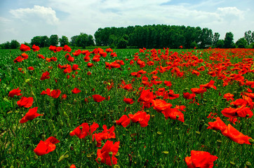 field of red poppies