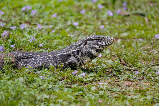Black and white Tegu sitting in grass, side view, Pantanal Wetlands, Mato Grosso, Brazil