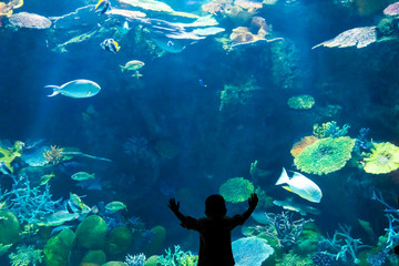 Silhouette little boy watching fish in an aquarium , a little boy look at fish in an aquarium