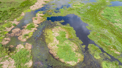 Aerial view of Pantanal wetlands landscape with Jabiru storks and Great egrets, Mato Grosso, Brazil