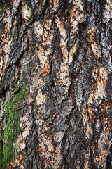 Bark of tree. Texture background