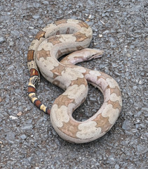 Close up of a Boa constrictor lying looped on a tarred road, Pantanal Wetlands, Mato Grosso, Brazil