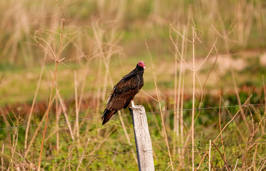 Turkey vulture perched on a wooden fence post against natural background, Pantanal Wetlands, Mato Grosso, Brazil