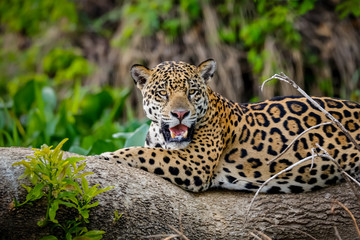 Magnificent Jaguar resting on a tree trunk at the river edge, facing camera, Pantanal Wetlands,...