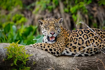 Foto op Plexiglas Magnificent Jaguar resting on a tree trunk at the river edge, facing camera, Pantanal Wetlands, Mato Grosso, Brazil © Uwe Bergwitz