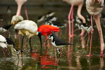 Birds at water area in the park 