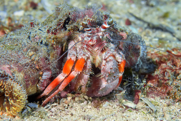 crab on the sea bottom