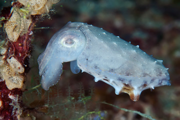 Cattlefish