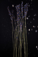 Lavender bouquet of dried flowers dried flowers on a black background