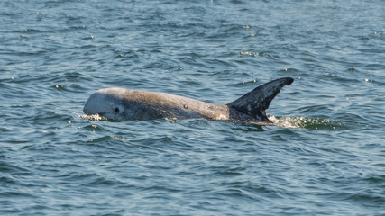 Delfin vor  Kalifornien © bARTiko