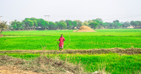 a young farmer is working in his wheat fields and feeling happy 