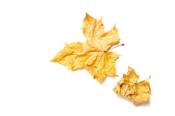 Two yellow autumn maple leaves isolated on white background. Dry fall foliage. Big and small leaf