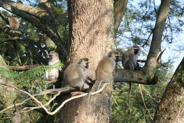 Vervet monkeys in Uganda