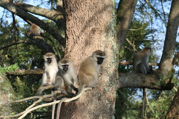 Vervet monkeys in Uganda