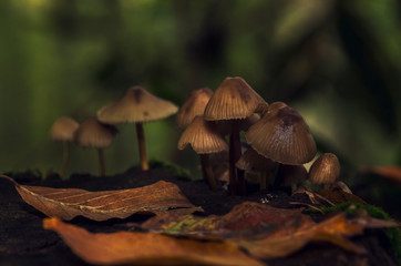 Fototapeta premium mushrooms in forest