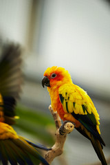 Sun conure in the park