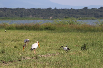 Obraz na płótnie Canvas Yellow-billed stork in the Lake Edward in Uganda