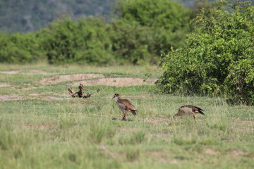Duck at the Lake Edward in Uganda