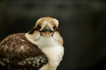 Kookaburra bird in the park 